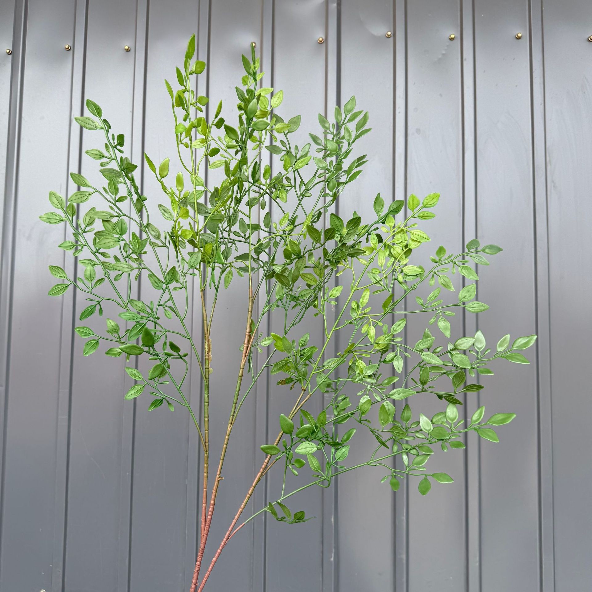 Hojas de brotes de soja de 12 puntas