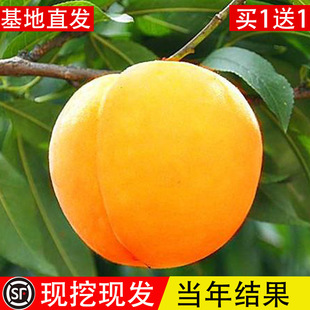 �S�Ҙ���޽���������Ϸ������Nֲ�������ش���ˮ�����������