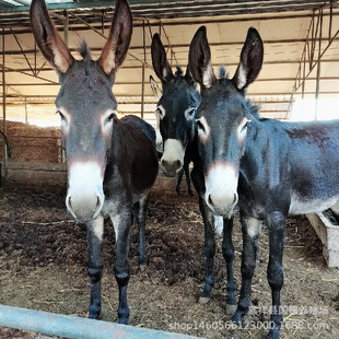 �����HС�H�x�r������H�������H������С���H����500�^С�H�x