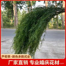 ����Gֲ�L֦�J������횲ݰ׾Gɭϵ��c��Y�b�·�����������쾰