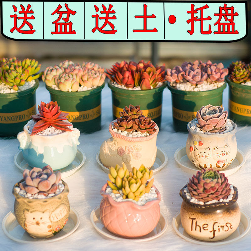 Succulent Plant Combination Potted Plant with Pot and Soil Radiation-Proof Office Green Plant Flower Novice Package Creative Cute Meat