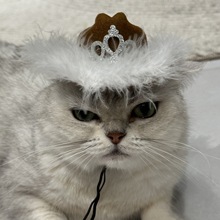 ��ë�ʹ�ţ��ñ؈���^�ɫ��ëţ�Ќ���ñ�Ɍ��ە�Сñ��