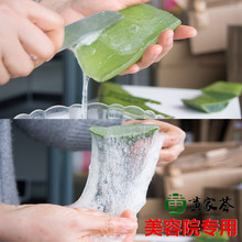 黄家荟库拉索芦荟叶片多肉植物美容院专用灌肤可食用绿植室内盆栽