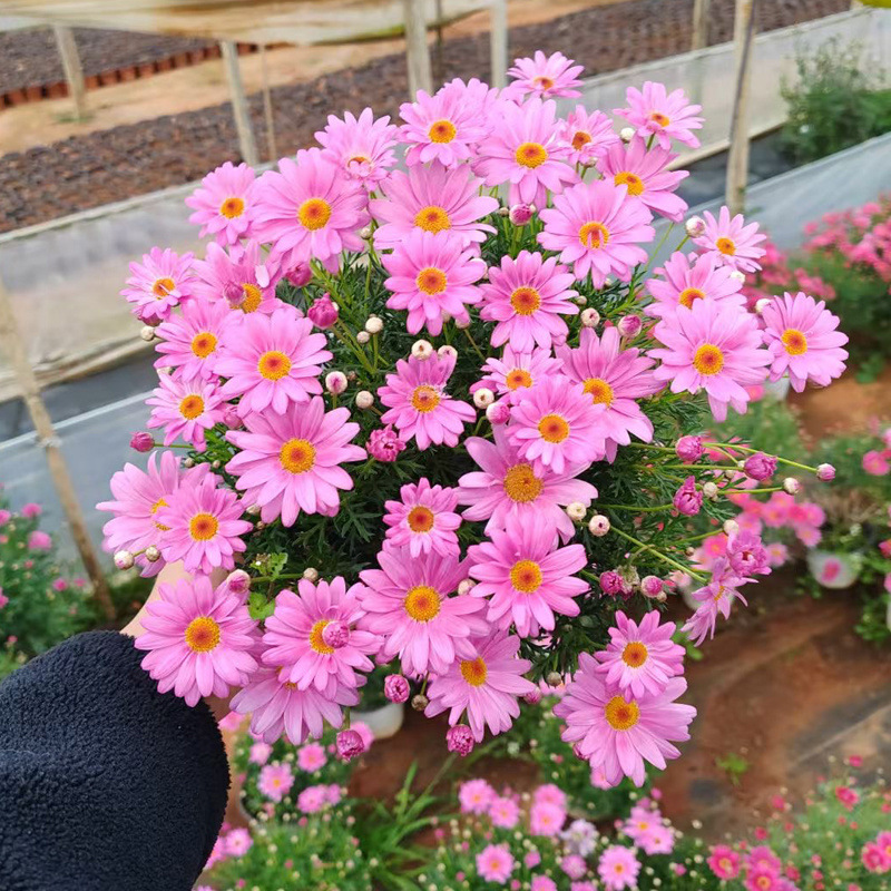 복숭아꽃(점장 추천) 신종