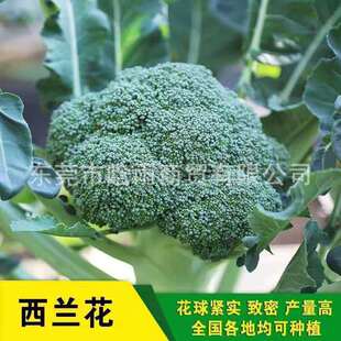 ���l�ļ����߲˷N�ӾG�������m���N�ӻ��໨Ҭ�˷N�Ӹ��{���˻���