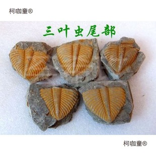 ��Ȼ��ʯ�^�pʯ�ջ�ʯ���~�xβ��覴ý̌W���Ճ�ͯ�dȤ��ʯ��̫��