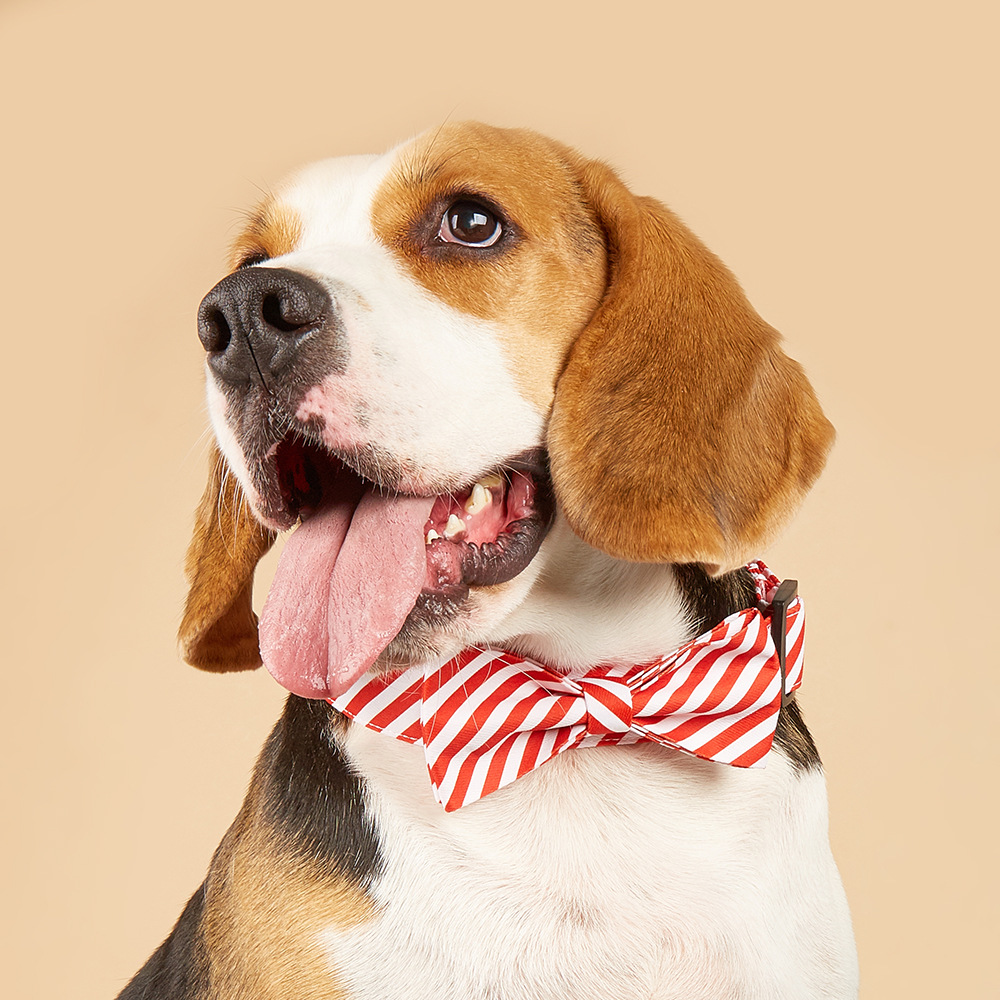 TANPOPO en stock nuevo transfronterizo para collar de perro corbata de perro ropa de mascotas collar de mascotas de Navidad