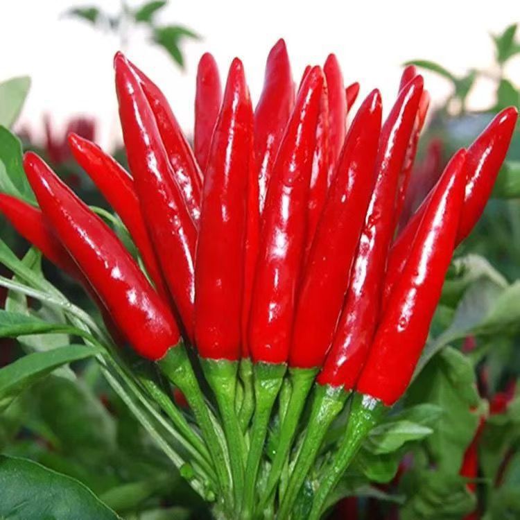 高产朝天椒种子超辣早熟辣椒种籽农家菜园蔬菜种子阳台盆栽四季播