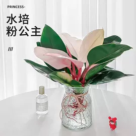 盆栽;月季蔷薇植物;花盆容器