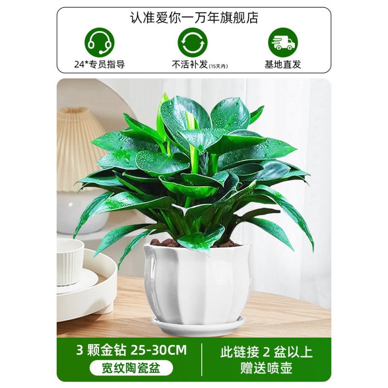 3개의 골드 다이아몬드 25-30cm + 넓은 패턴의 세라믹 세면대 + 영양액(2개 구매시 물뿌리개 무료)