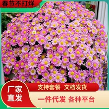 һlѻNСrջNļ_̨ԷN҃