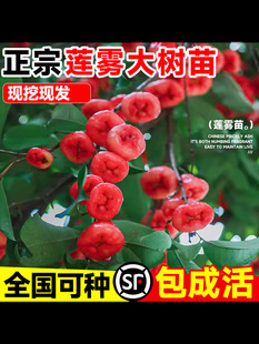 �ڽ���ɏ�F����޽�����Ʒ�N̨�����ǰűȎ������~���~�tͥԺ�Nֲ