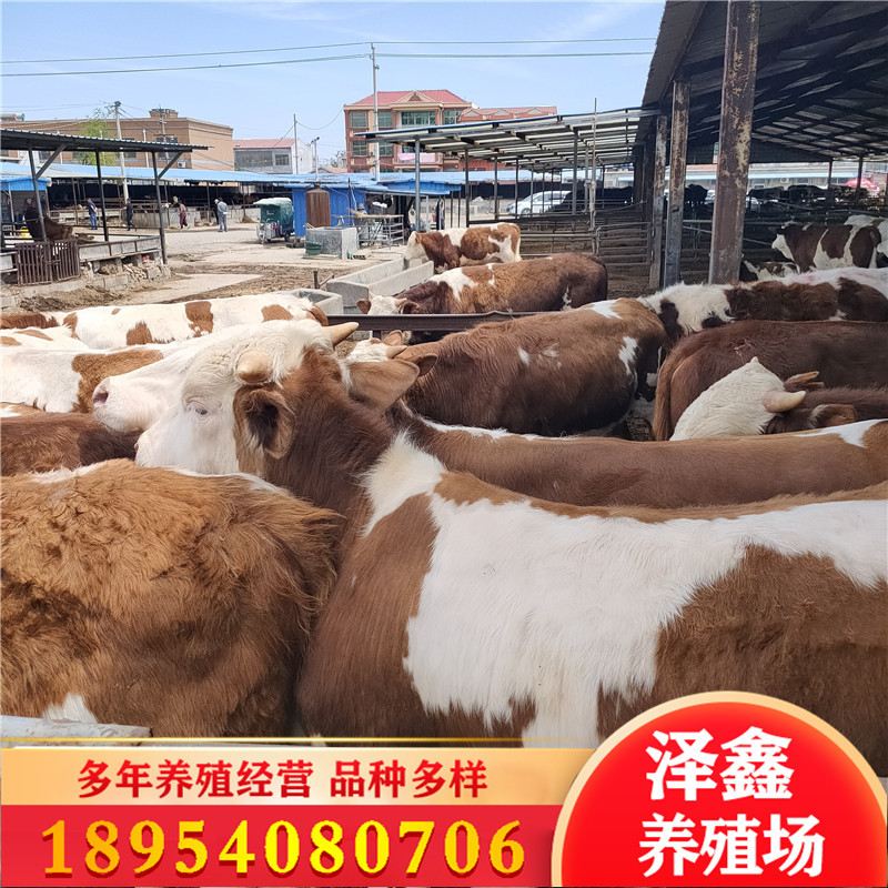 厂家供应改良鲁西黄牛 价格低 西门塔尔牛价格 一只牛多少钱