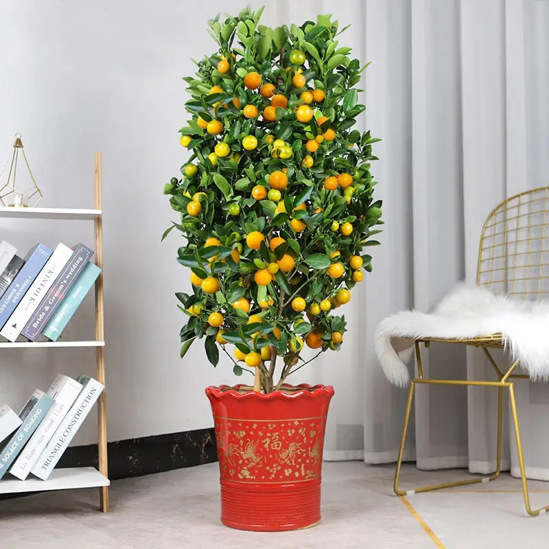 Kumquat Tree Potted Edible Fruit Crispy Orange Saplings for All Seasons, Florals and Green Plants in and Outside the Office, Easy to Maintain