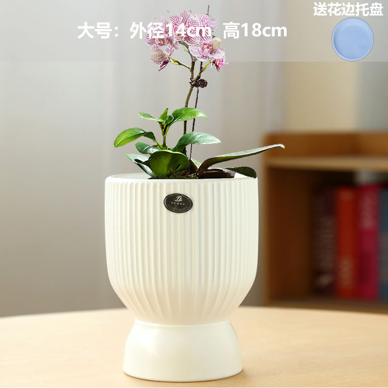 Large holy cup matte white (comes with tray)