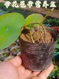 ΢ɏNźoƷ玧СɻС΢ɏˮˮ^pֲ