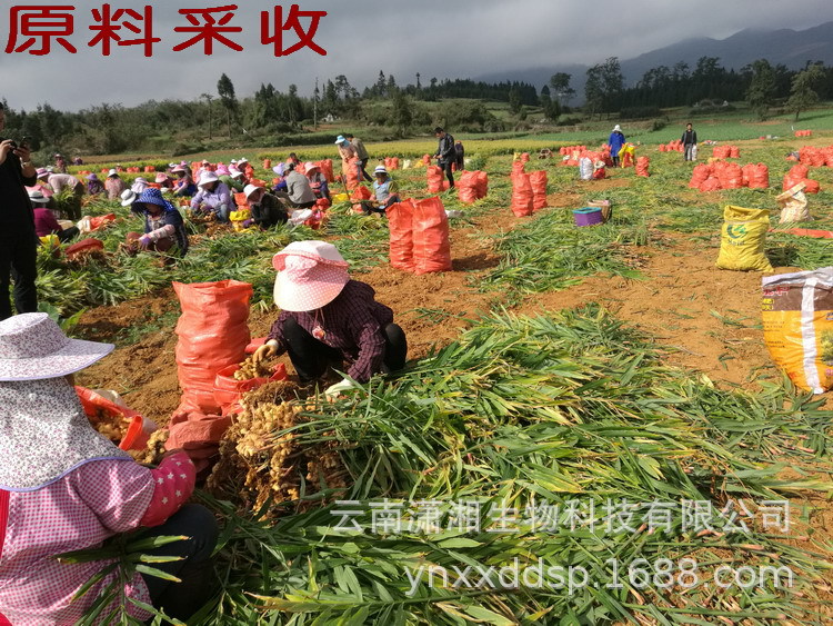 Dried Ginger Slices Gan Jiang 250g Small Yellow Ginger from Yunnan for Tea and Cooking specifications