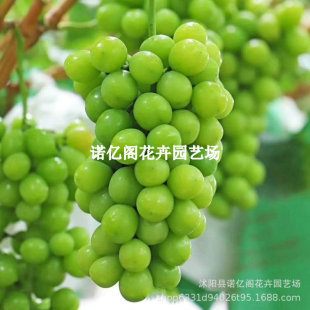 Sunshine Rose Seedless Grape Saplings Japanese Xiangyin Qingwang Grape Seedlings Qingti Seedless Grape Tree-Shaped Fruit Saplings