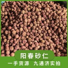 阳春砂仁广东春砂仁沙仁批发阳江砂仁无硫毛砂仁春砂仁春沙仁