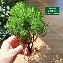 �W�y��̦�\ˮꑸ�ֲ���҃��k�����������ԾGֲ����ˮ�����籬��