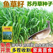 苏丹草种子养鱼专用草种高丹草籽四季猪牛羊种子牧草再生鱼草种籽
