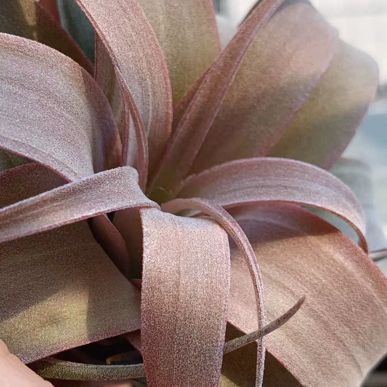 Air Pineapple Card Orange Roll (Kabita Tatar Orange × Electric Roll) Зеленое растение Балкон Гостиная Основа Производитель Оптовая продажа