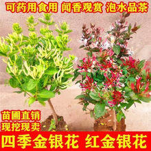 金银花树苗盆栽食用药用爬藤植物阳台绿植花卉老桩