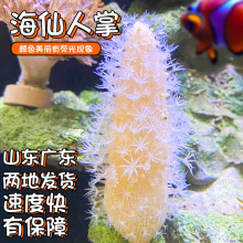 海缸海水生物海腮宠物除藻清洁海洋小生物观赏鱼造景海仙人掌