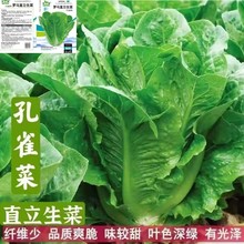 沙拉孔雀生菜种子美团云仓批发奶油紫红叶球四季菜种子蔬菜种生菜