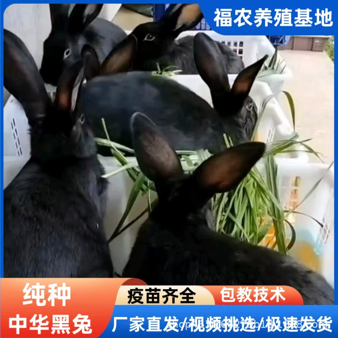 Производители продают чистокровных китайских черных кроликов, которые растут мясом, когда они едят траву. Китайские черные кролики подходят для разведения в северных и южных районах.