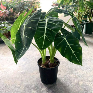 �G���Z�q�������Դ����Ů�Gֲ�W�t��ܺ����҃��k���͏d�^�~���l