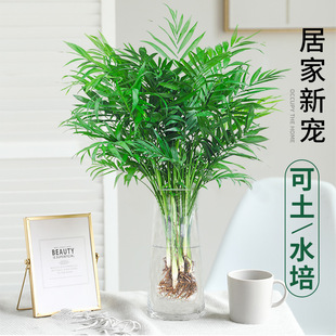 һ�����l����Ҭ��ˮ��Gֲ�︻�F�Pβ���^�~���Կ͏d�k���҃�����