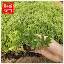 ���߾��������� ���@���^�G������ ɽ�|���ع������߾��챭��