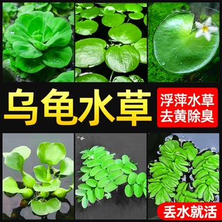 乌龟缸造景龟缸绿植水草养龟水培浮萍专用去黄除臭净水养龟净水草