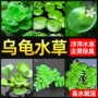 除臭去黄水培净水草