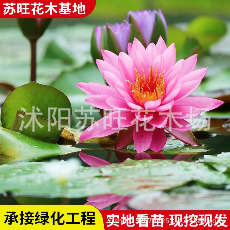 Водный корень большой водяной лилии, гидропонное растение, пруд, лотос, водный корень, четырехсезонная водная культура, цветок, корневище водяной лилии