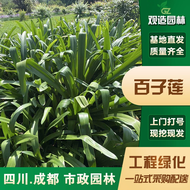 Рассада агапантуса Сычуань ландшафтный дизайн двора дом сад балкон гномья растение многолетнее декоративное зеленое растение