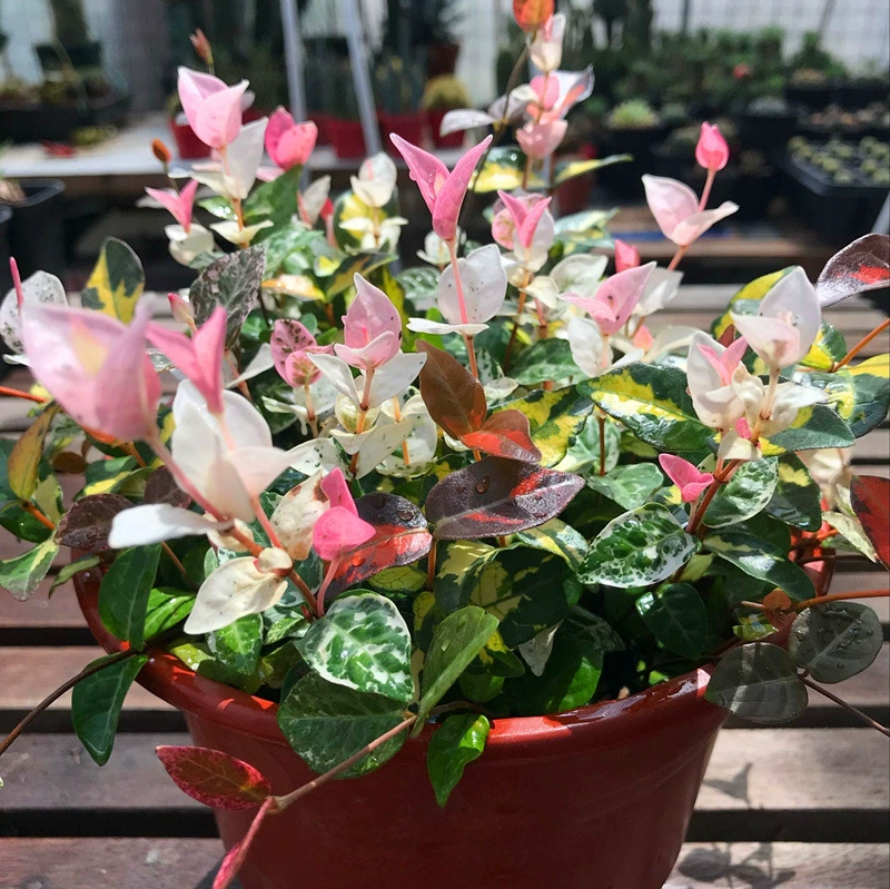 Цветочный лист камень саженцы цветов в горшках цветной листовой камень висит Орхидея четыре сезона висит термостойкие морозостойкие растения двор зеленые растения цветы