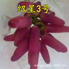 ��Ʒ�N�B��3̖�ᭇָ�������ј����Ϸ������Nֲ�o������ ����Y��