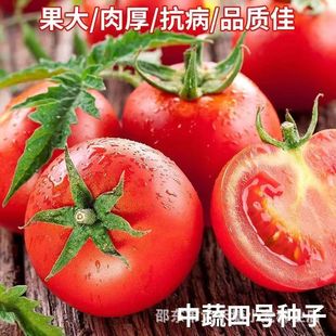 ������̖���ѷN�Ӵ���ˮ�����t���N���߲˷N�Ӹ߮a