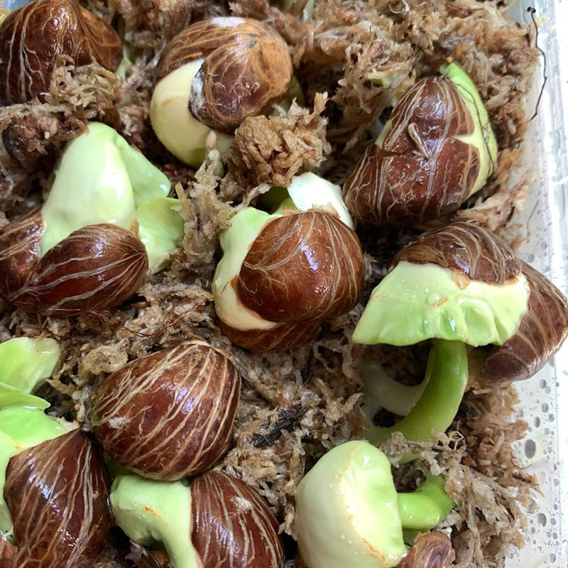 发财树种子新采树种子金钱树种籽四季易种活庭院阳台盆栽花卉种籽