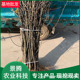 Wholesale of Zanthoxylum Bungeanum Trees with Good Root System and Height Above 1m Dahongpao Zanthoxylum Bungeanum Seedlings Are Now Dug and Found