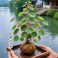 ɽ�����𲻓Q�Gֲ��t�وA�~����K��ɽ�������ٻ�ɽʯ������ֲ��