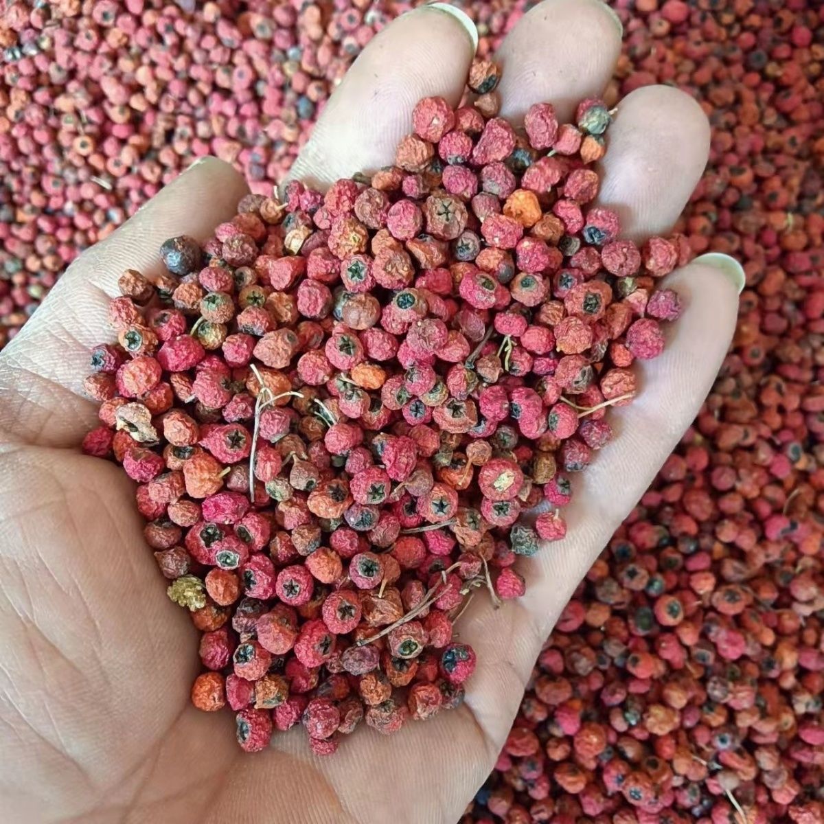 云南高原紫杉果紫山果紫衫果火棘果当季新货