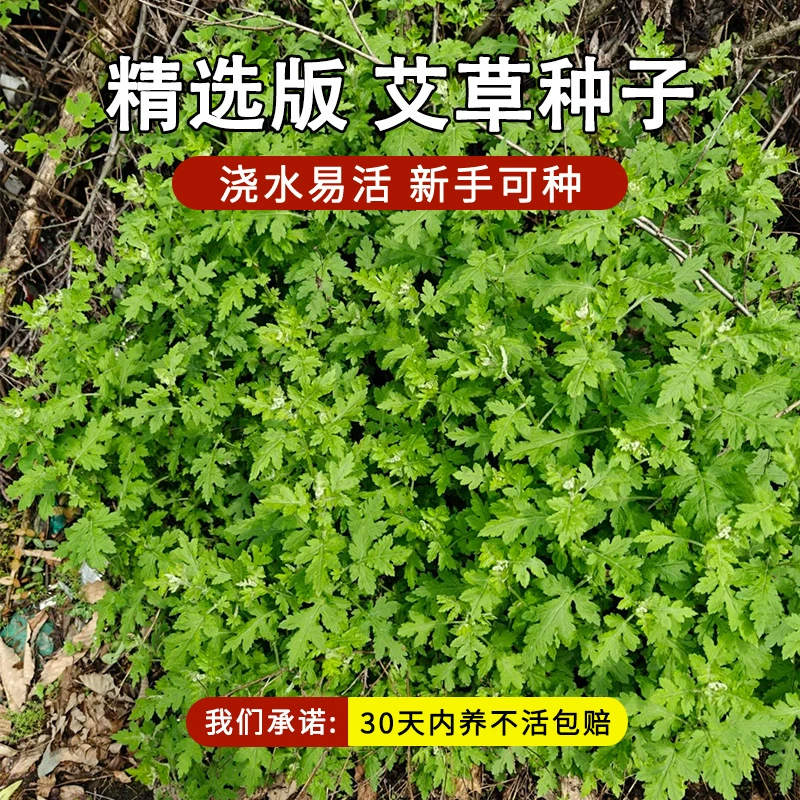 Семена полыни для употребления и лекарственного применения, средство от комаров, дикая полынь с крупными и мелкими листьями, посадка Artemisia annua для защиты от комаров в любое время года.