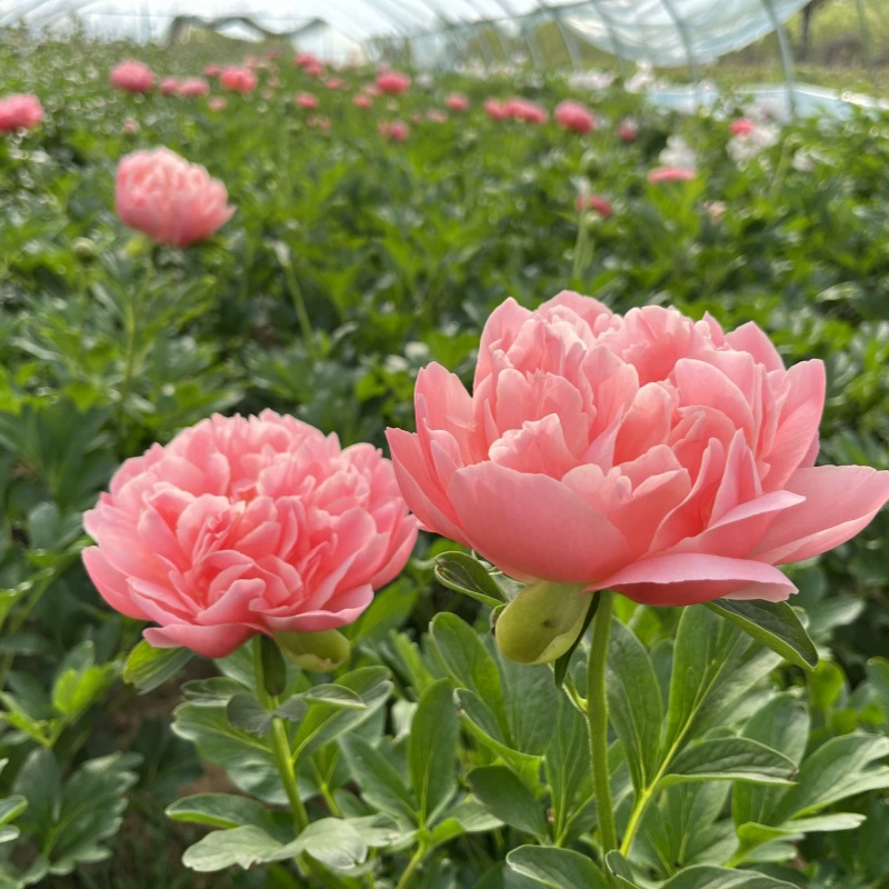 Оптовые импортные голландские саженцы пионов, саженцы цветов пионов с двойными лепестками, декоративные пионы в горшках, самопроизводные и продаваемые саженцы пионов Луоян.