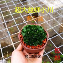 ˮ�����Ѳ��F��̦�S�𼧘O�����X�sС���҃��k������ߙn�Gֲ����