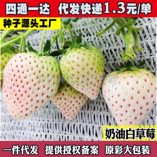 ���������ļ��ײ�ݮ����ֲ��t��ݮ�߲�ˮ���N��������