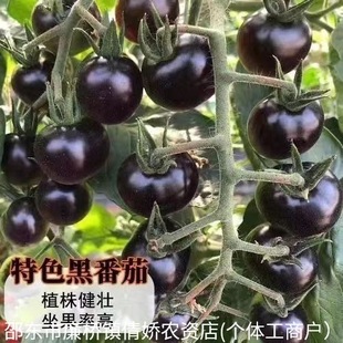 �����鷬�ѷN�Ӻڷ��ѷN�Ӻڷ�����ɫ�������t���N�������߲���