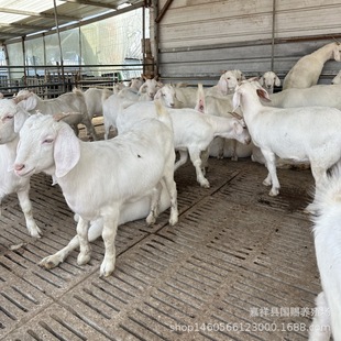 ɽ���Ų��d�����һֻ ����ɽ������ ������ɽ���Ͻ�С�S��